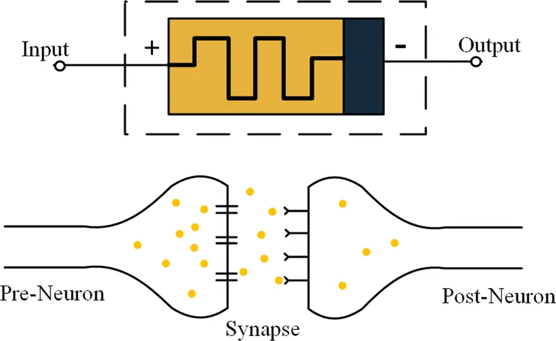 How a synapse passes a signal · Oluwaferanmi Iyiola